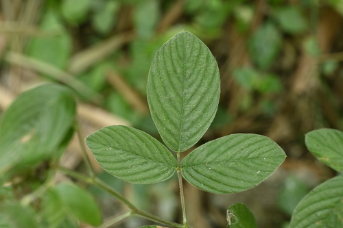 triangular horse bush (Dendrolobium triangulare)
