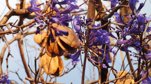 Jacaranda brasiliana, 2025-10-30