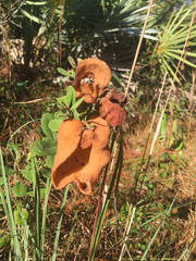 Exobasidium ferrugineae