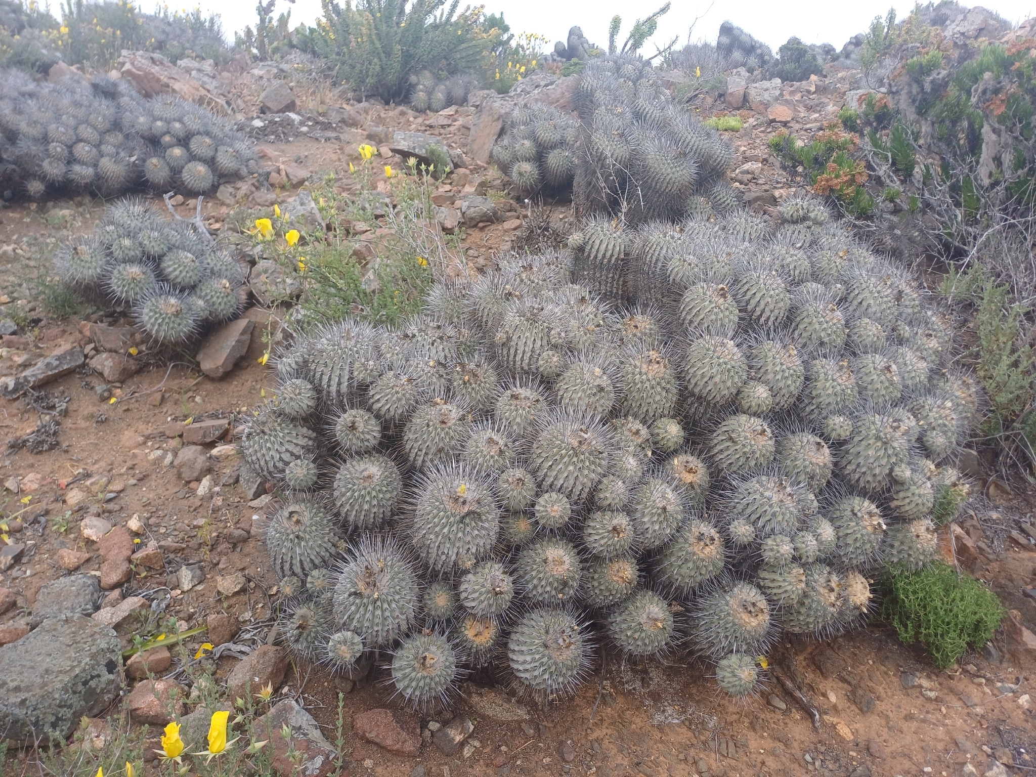 Copiapoa malletiana