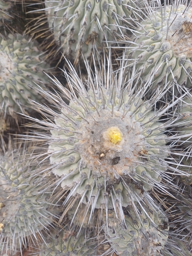 Copiapoa malletiana