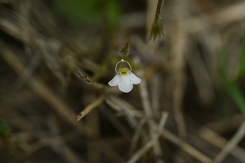 Yamazakia viscosa observed 2025-11-02