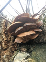 Pleurotus ostreatus