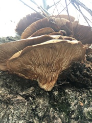 Pleurotus ostreatus