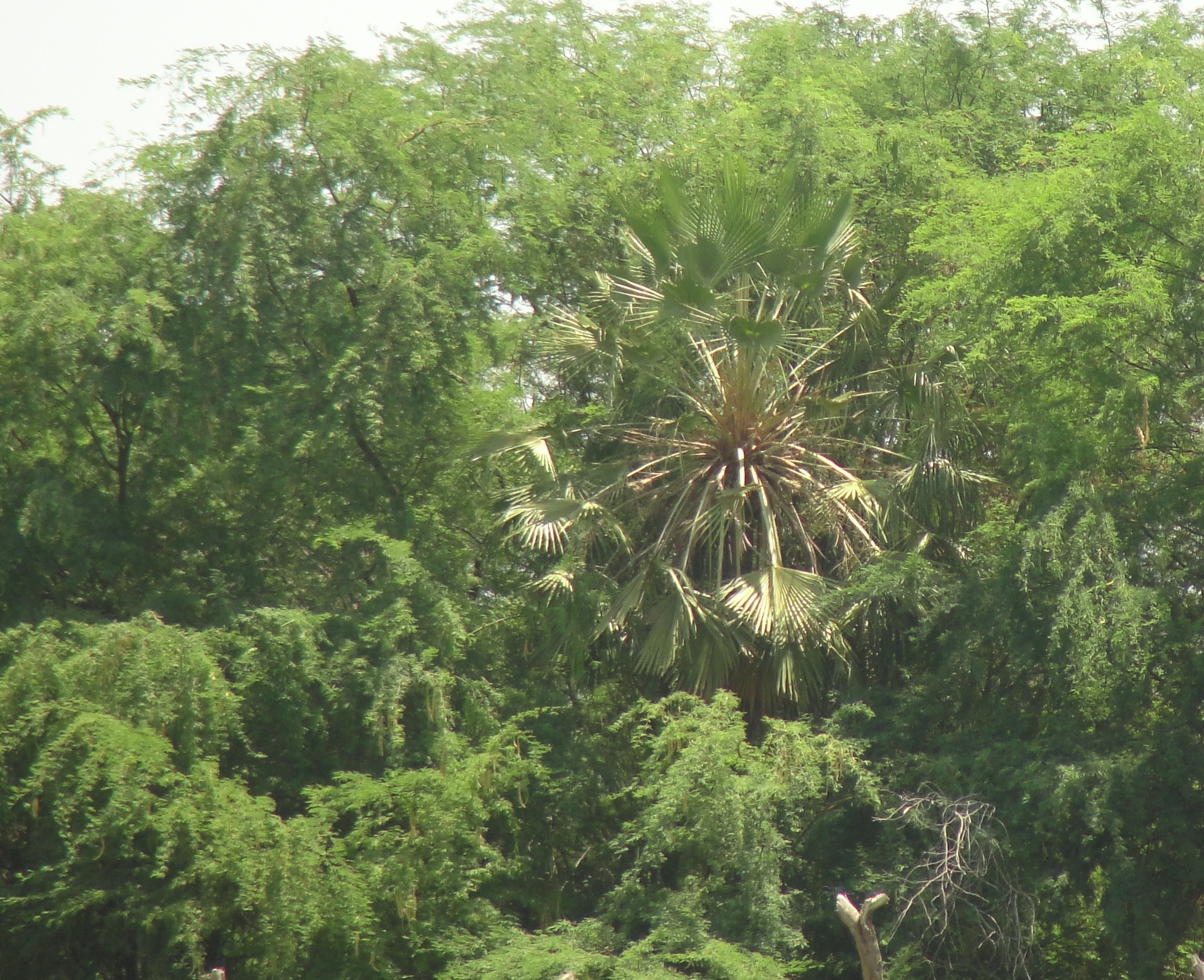Copernicia prunifera