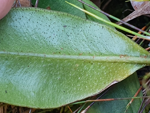 Elaphoglossum petiolatum observed 2025-10-24