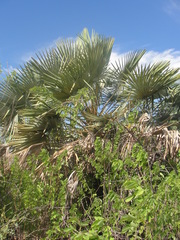 Copernicia prunifera
