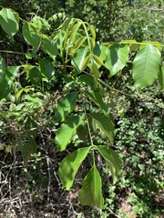 Zanthoxylum leprieurii