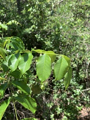 Zanthoxylum leprieurii