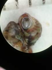 Eulithidium rubrilineatum