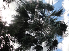 Copernicia prunifera