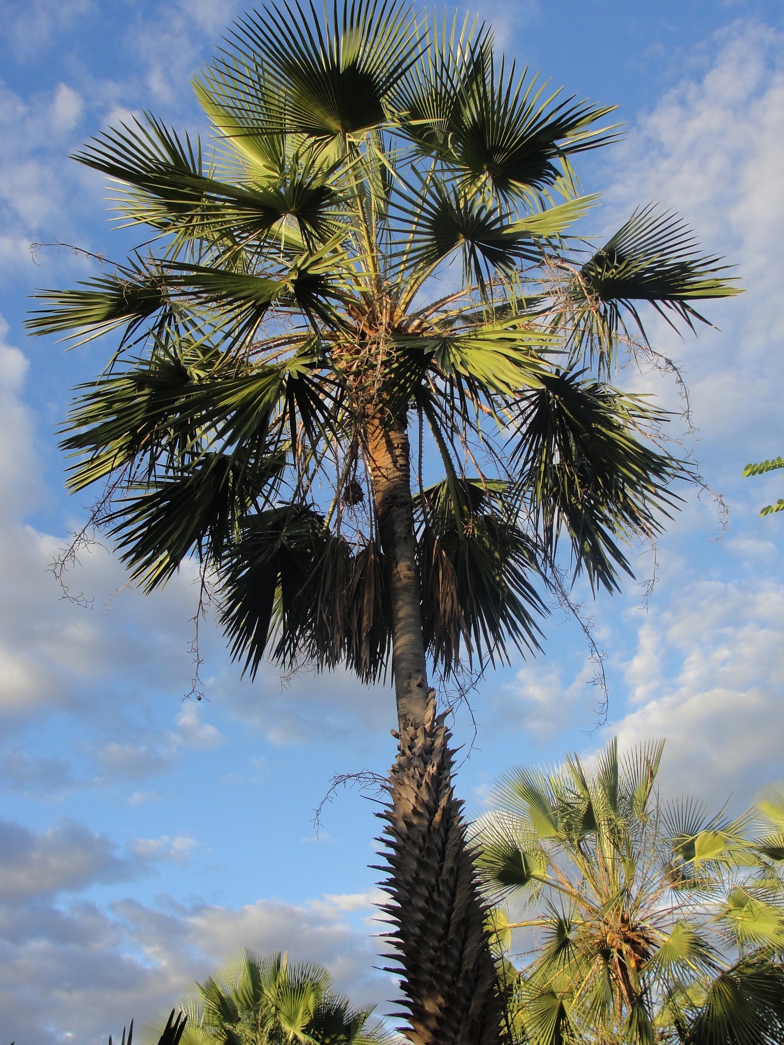 Copernicia prunifera
