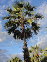 Copernicia prunifera