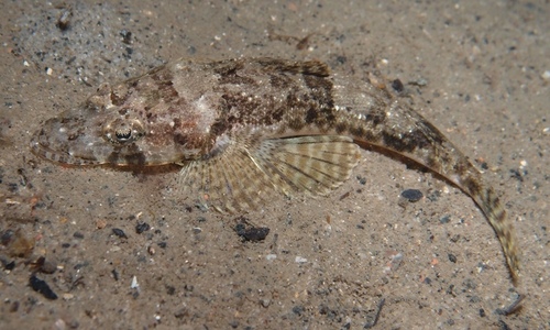Mud flathead (Ambiserrula jugosa) — Platycephalidae — 5