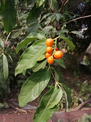 Bunchosia biocellata