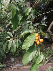 Bunchosia biocellata