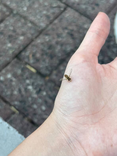 Unknown species found near Circle Ave, Charlotte, NC, US