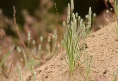 Plantago patagonica