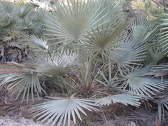Copernicia prunifera