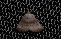 Mataeomera mesotaenia