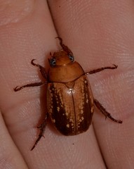 Anoplognathus concolor