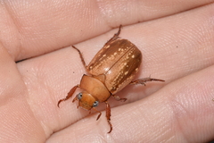 Anoplognathus concolor