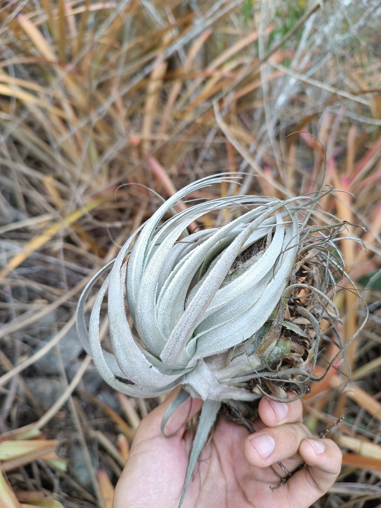 Tillandsia gardneri