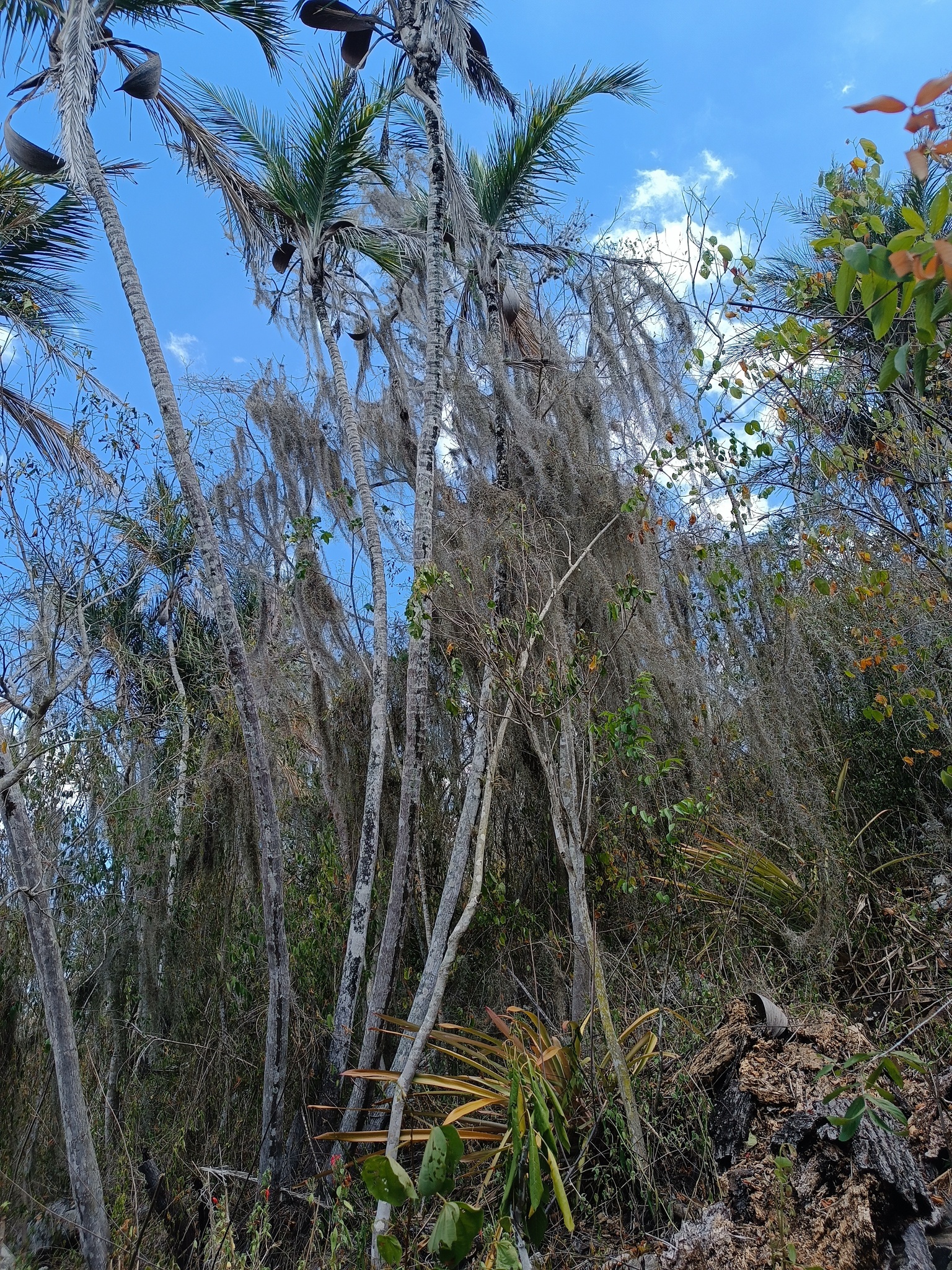 Syagrus cearensis