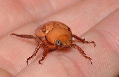 Anoplognathus concolor