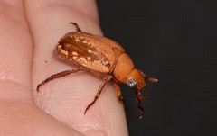 Anoplognathus concolor