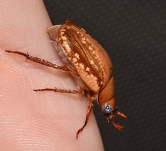 Anoplognathus concolor