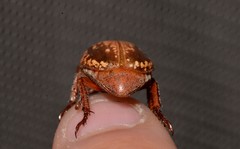 Anoplognathus concolor