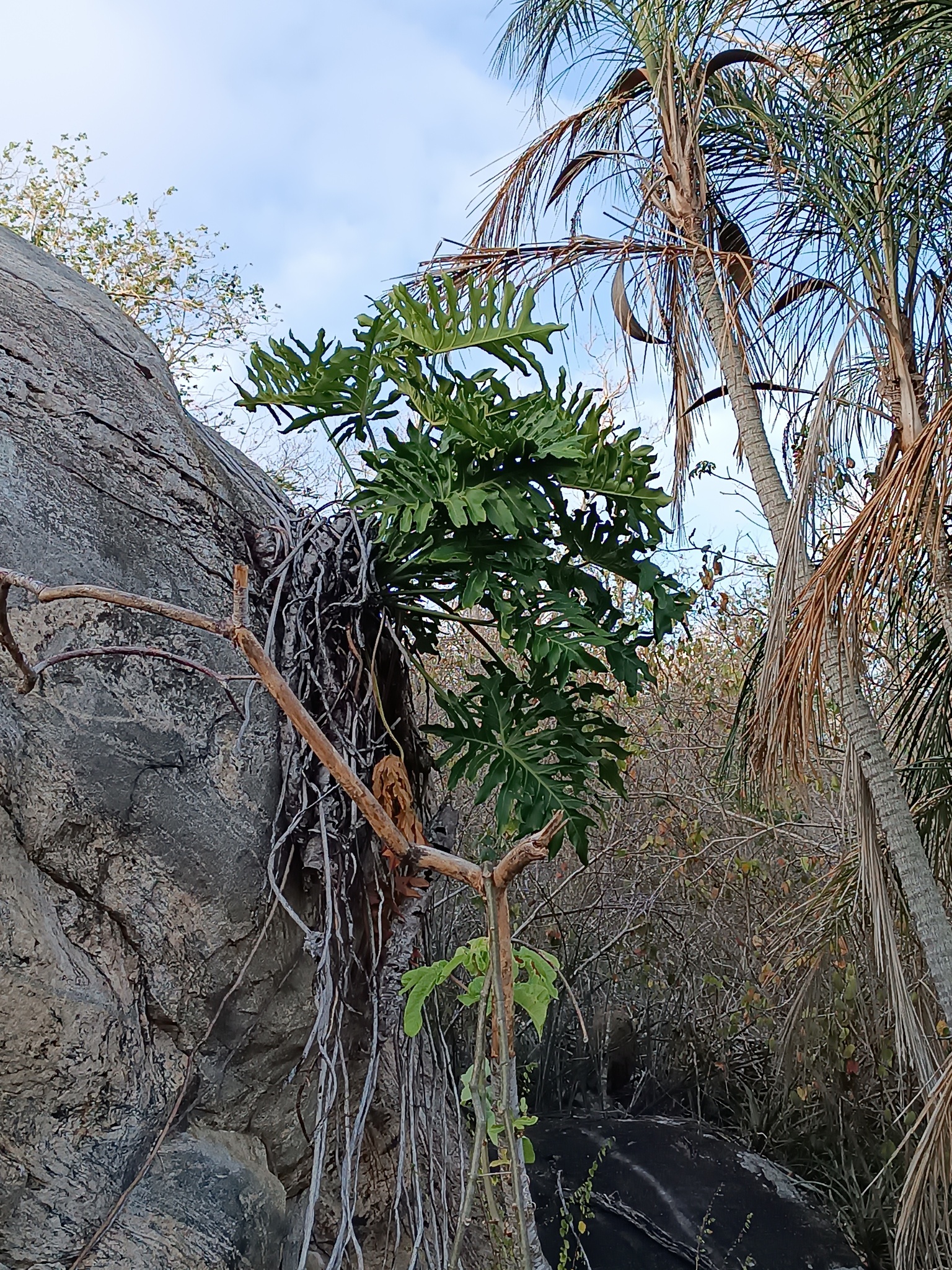 Thaumatophyllum bipinnatifidum