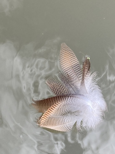 Plume de Harle couronné