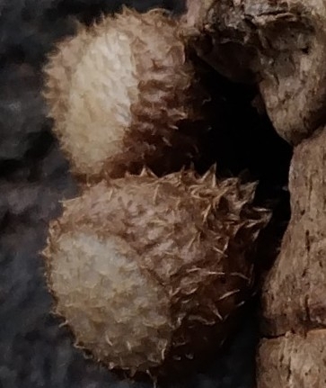 Cyathus, 2025-10-27