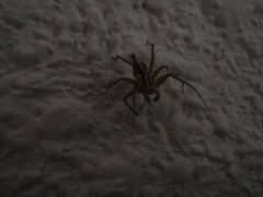 Oxyopes lineatus