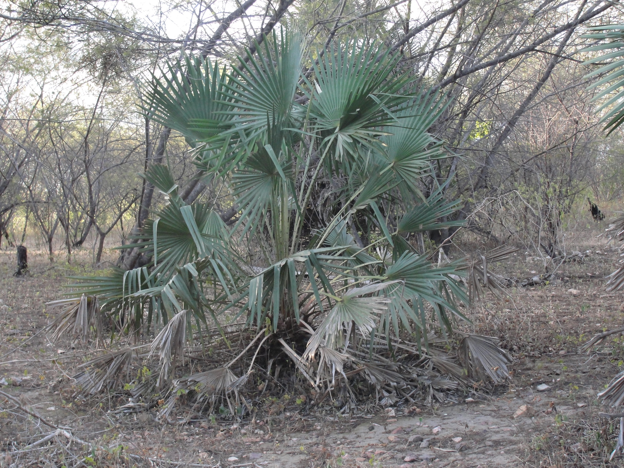 Copernicia prunifera