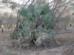 Copernicia prunifera