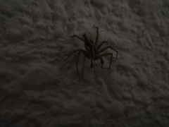 Oxyopes lineatus