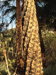 Copernicia prunifera