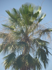 Copernicia prunifera