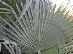 Copernicia prunifera