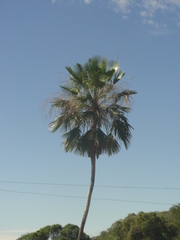 Copernicia prunifera