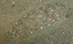 Aseraggodes lenisquamis