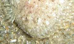 Aseraggodes lenisquamis