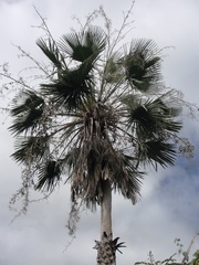 Copernicia prunifera