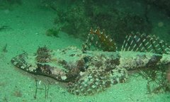 Thysanophrys cirronasus