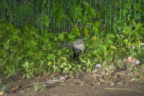 Plains Spotted Skunk