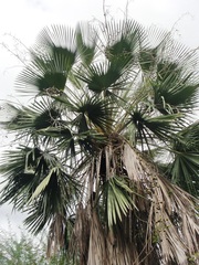 Copernicia prunifera