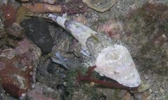 Thysanophrys cirronasus